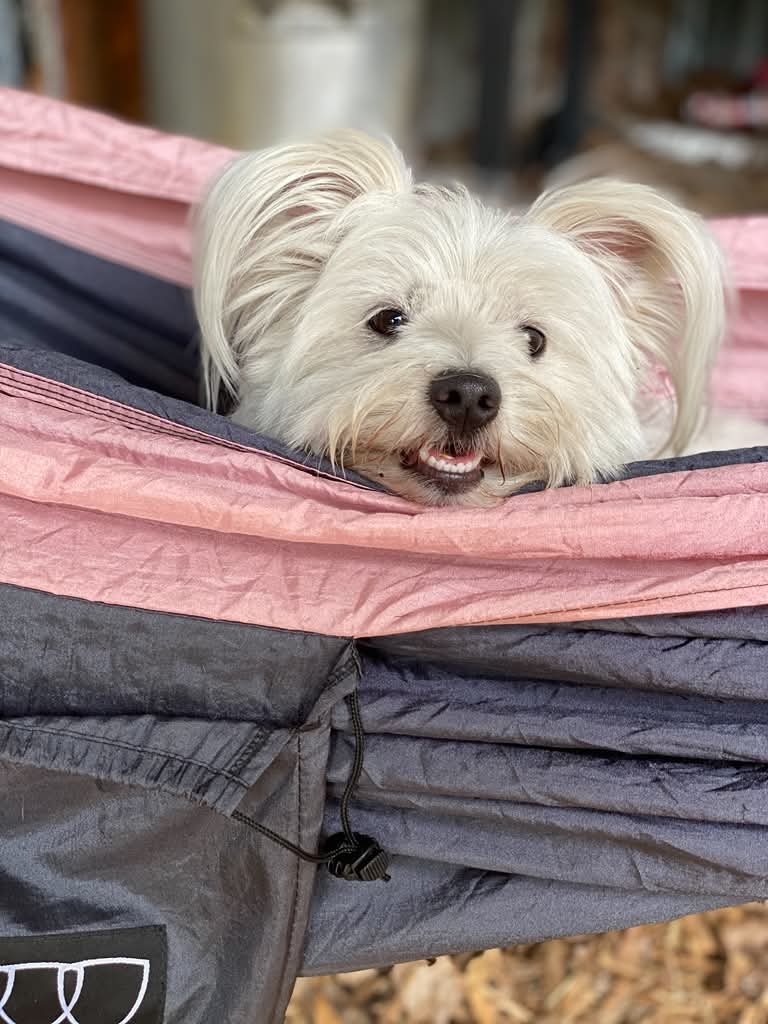 Mattie relaxing safely in a hammock at camp